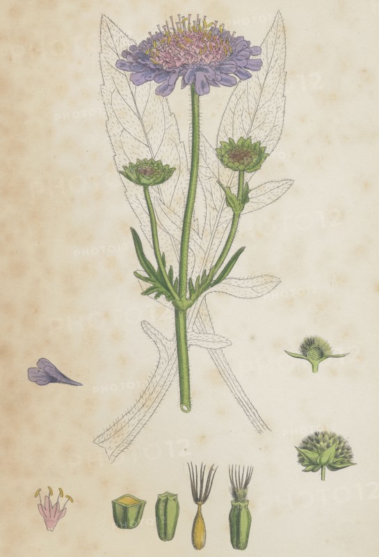 Scabiosa arvensis; Field Scabious