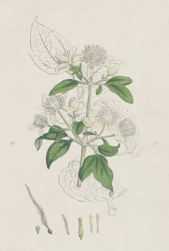 Clematis Vitalba; Common Traveller's Joy