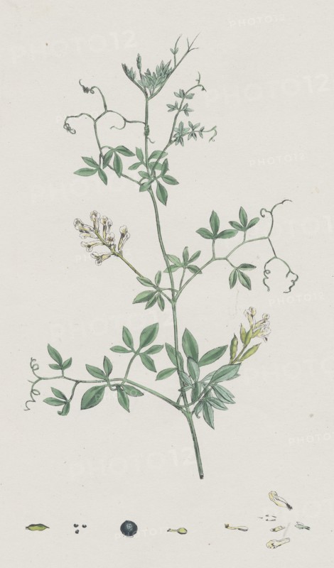 Corydalis claviculata; White climbing Fumitory