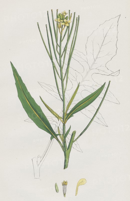 Sisymbrium Irio; London Rocket