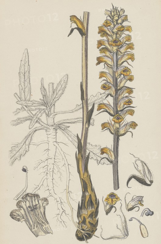 Orobanche Picridis; Picris Broom-rape