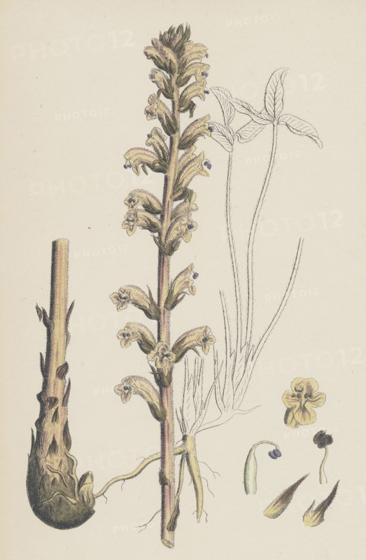 Orobanche eu-minor; Lesser Broom-rape