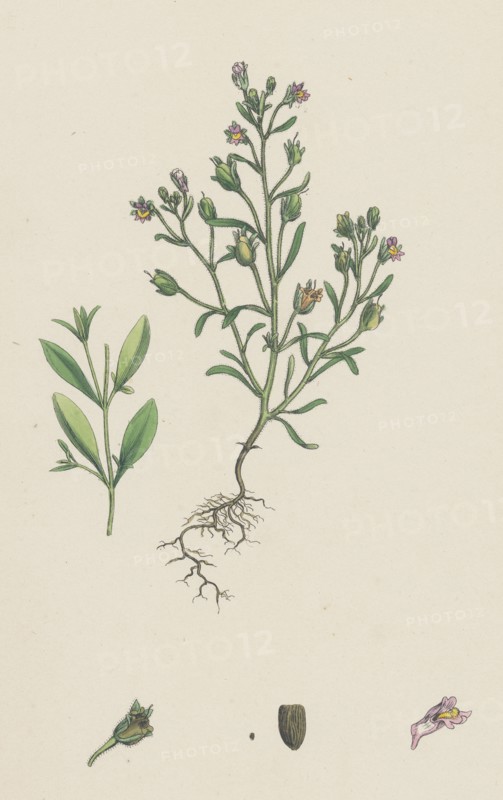 Linaria minor; Lead Toadflax