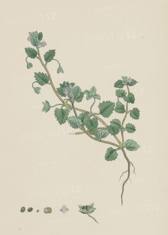 Veronica polita; Grey Procumbent Speedwell