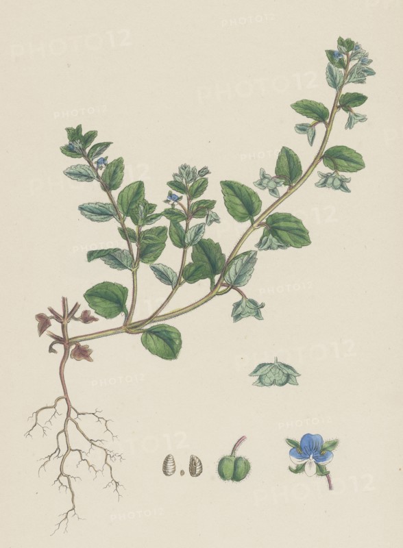 Veronica agrestis; Green Procumbent Speedwell