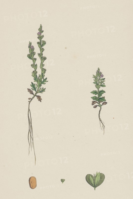 Veronica verna; Vernal Speedwell