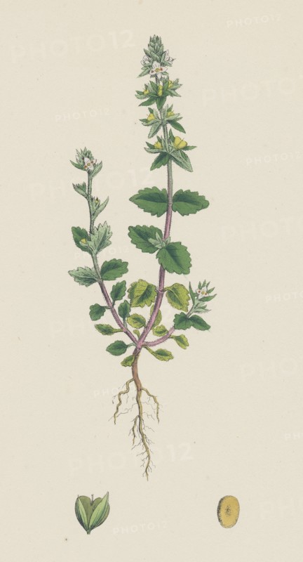 Veronica arvensis; Wall Speedwell