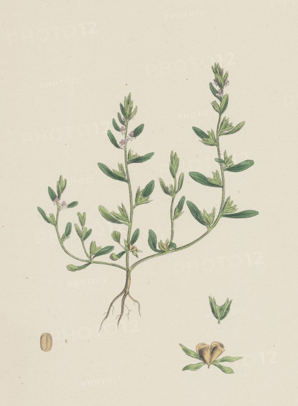 Veronica peregrina; Annual Smooth Speedwell