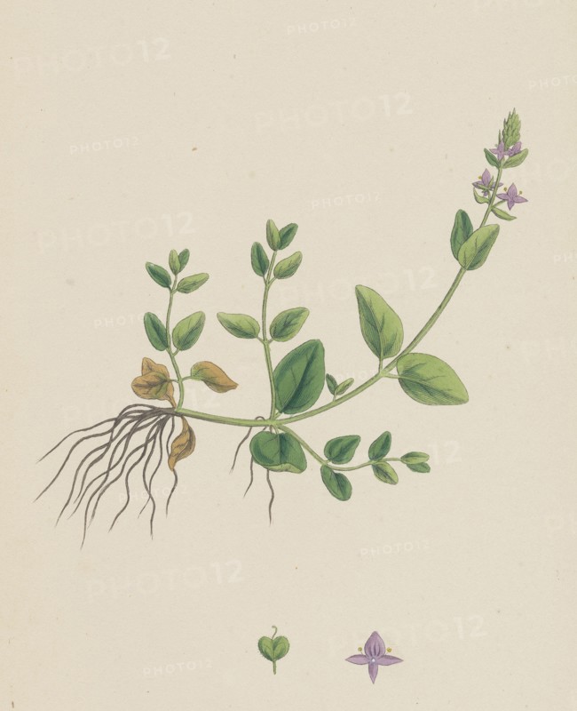 Veronica humifusa; Prostrate Smooth Speedwell