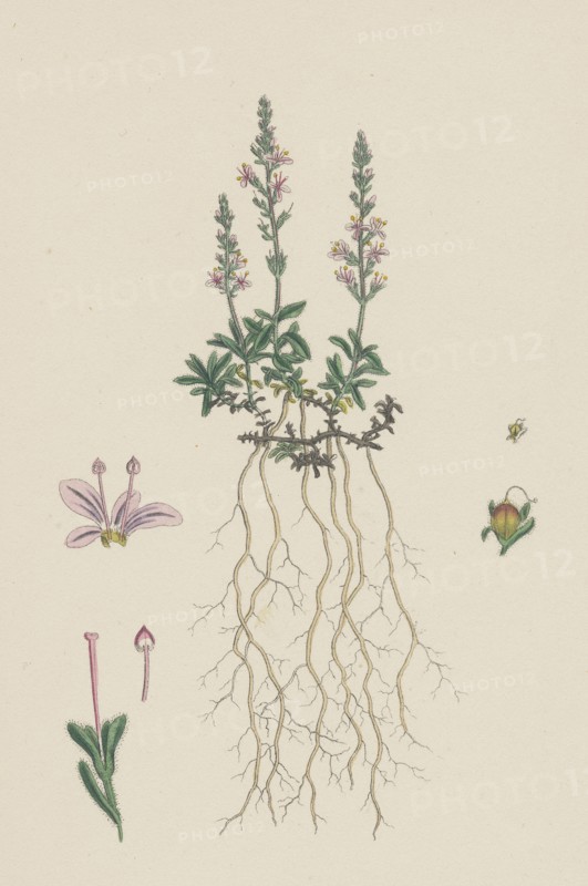 Veronica officinalis, var. hirsuta; Common Speedwell, var. B.