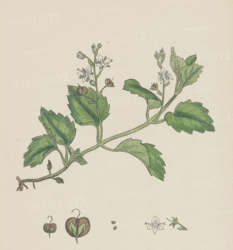 Veronica montana; Mountain Speedwell