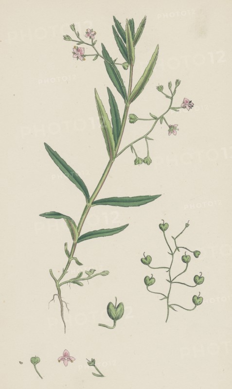 Veronica scutellata; Marsh Speedwell