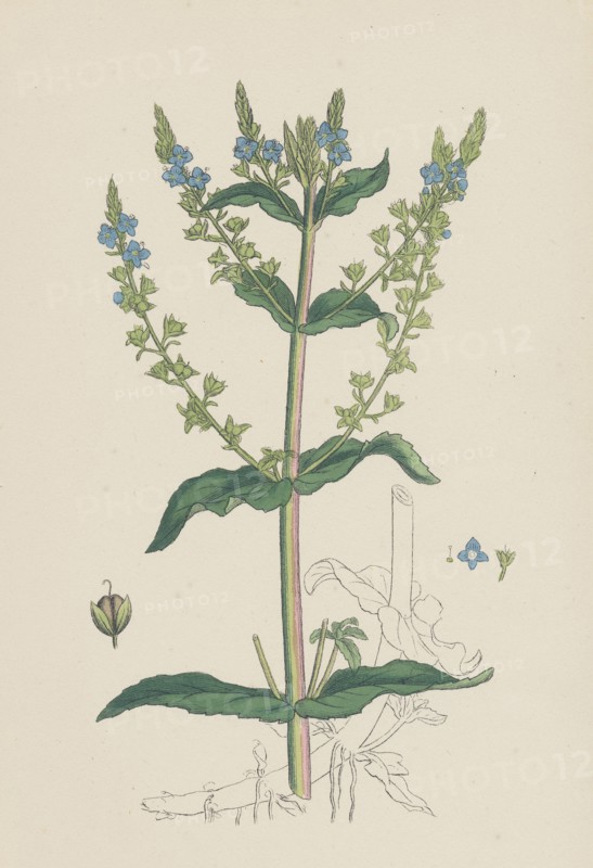 Veronica Anagallis; Water Speedwell