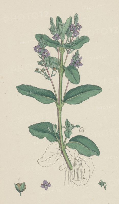 Veronica Beccabunga; Brooklime