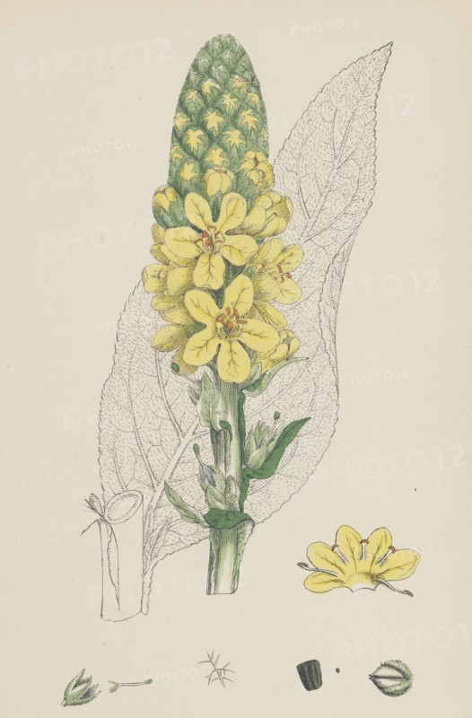 Verbascum Thapsus; Great Mullein