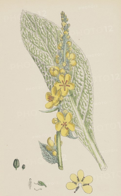 Verbascum pulverulentum; Hoary Mullein