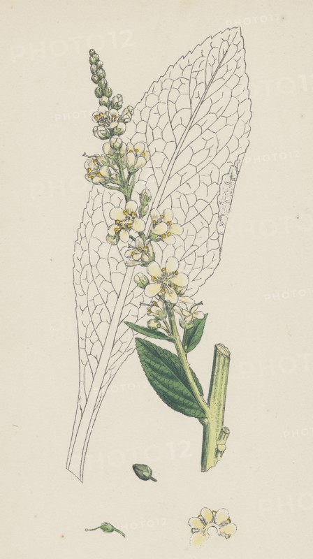 Verbascum Lychnitis; White Mullein