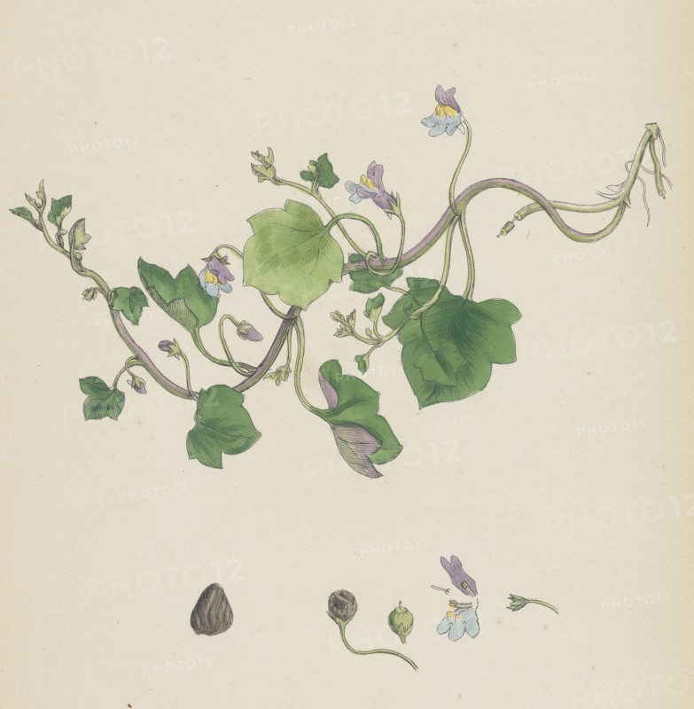 Linaria Cymbalaria; Ivy-leaved Toadflax