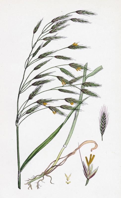 Bromus arvensis; Field Brome-grass