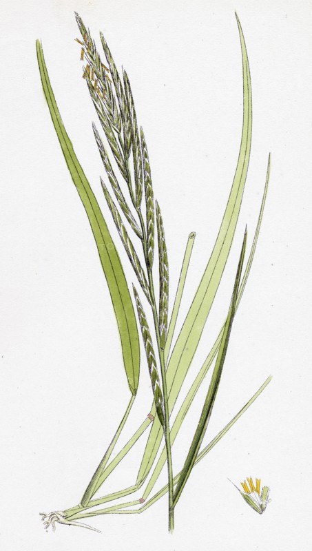 Brachypodium pinnatum; Barren False-Brome-grass