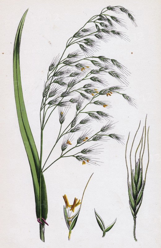 Bromus giganteus, var. genuinus; Tall Brome-grass, var. a.
