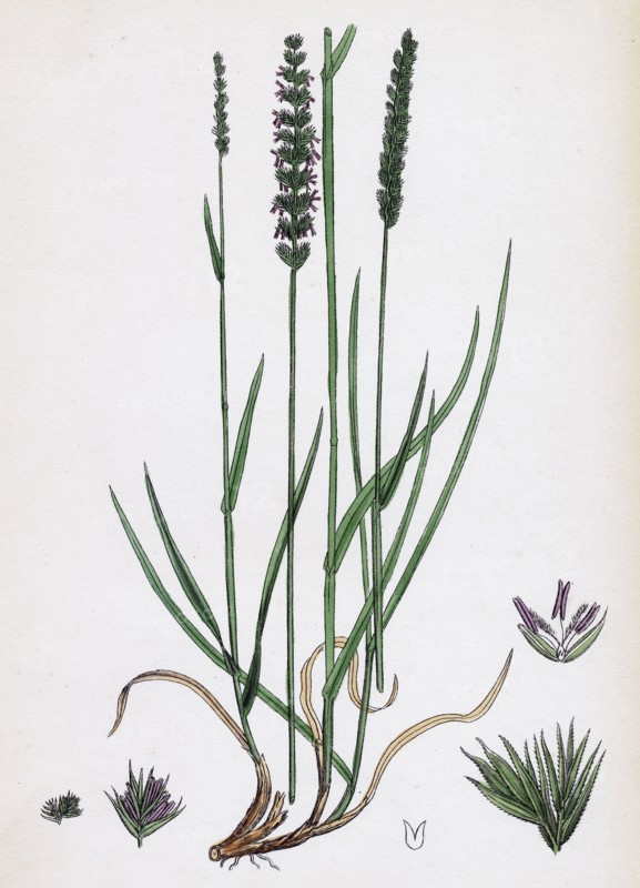 Cynosurus cristatus; Crested Dog's-tail-grass
