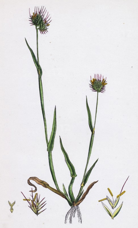 Cynosurus echinatus; Rough Dog's-tail-grass