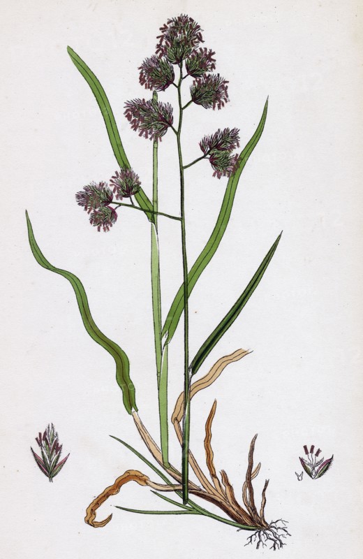 Dactylis glomerata; Rough Cock's-foot-grass