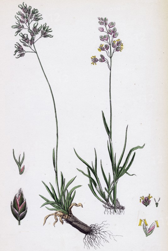 Poa alpine; Alpine Meadow-grass