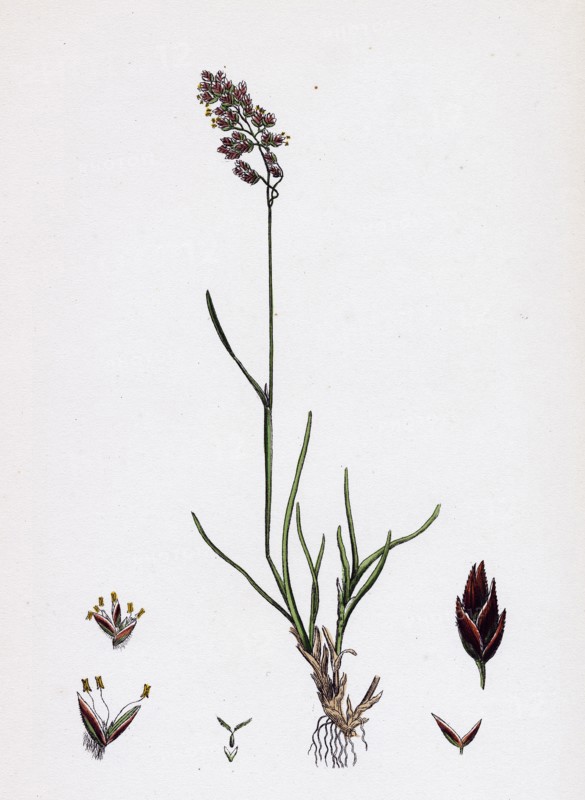 Poa eu-laxa; Wavy Meadow-grass