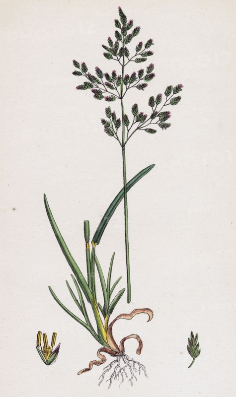 Poa caesia; Caesious Meadow-grass