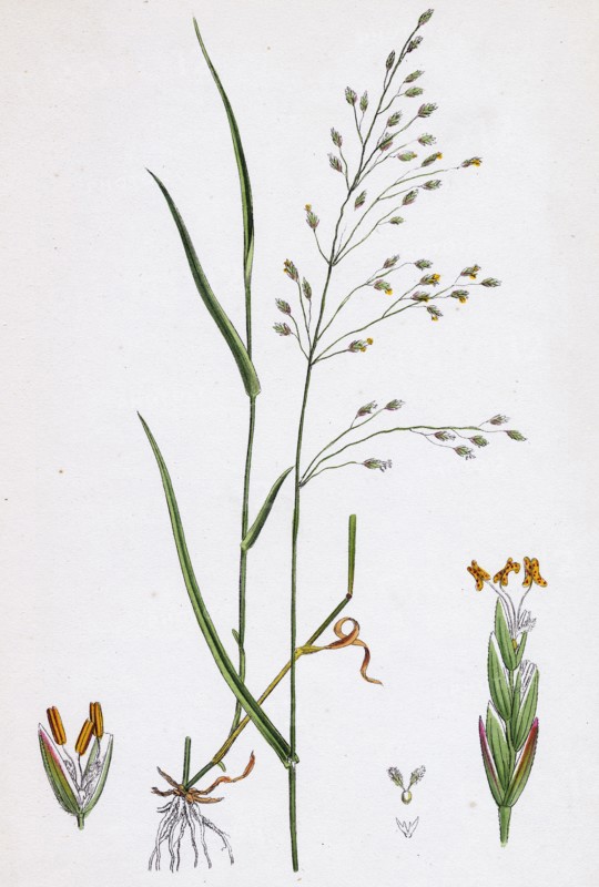 Poa nemoralis, var. genuina; Wood Meadow-grass, var. a.