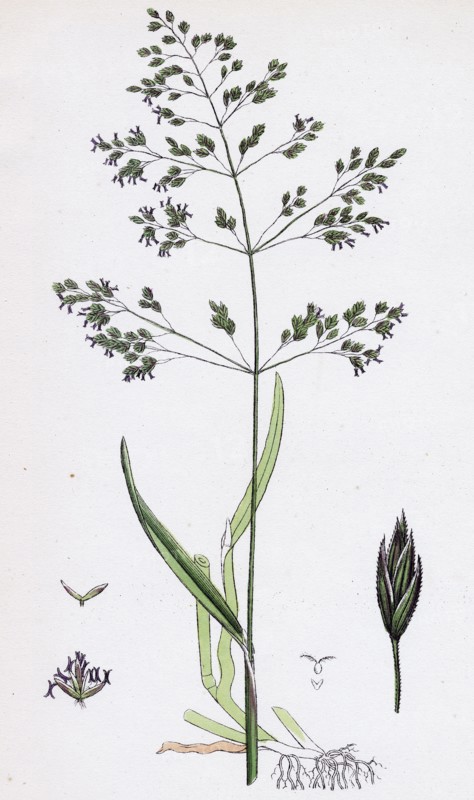 Poa trivialis; Rough Meadow-grass