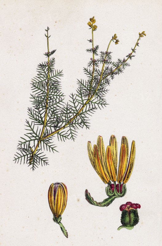 Myriophyllum alterniflorum; Alternate-flowered Water-Milfoil