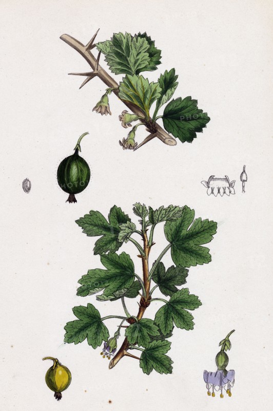 Ribes Grossularia; Gooseberry