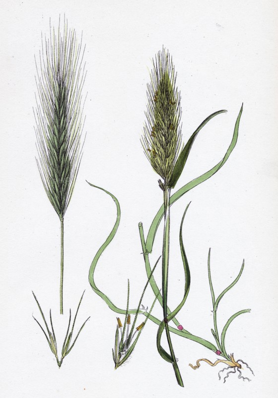 Hordeum murinum; Wall Barley