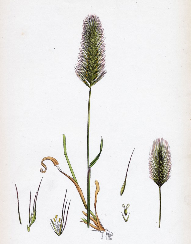 Hordeum maritimum; Sea Barley