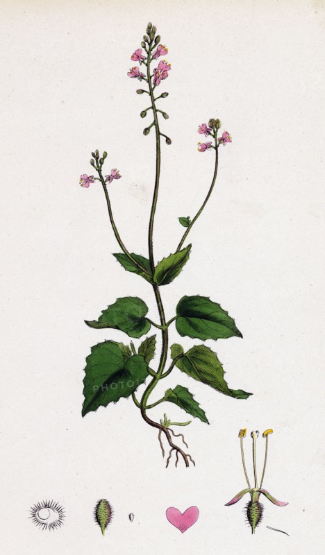 Circaea alpina; Alpine Enchanter's-Nightshade