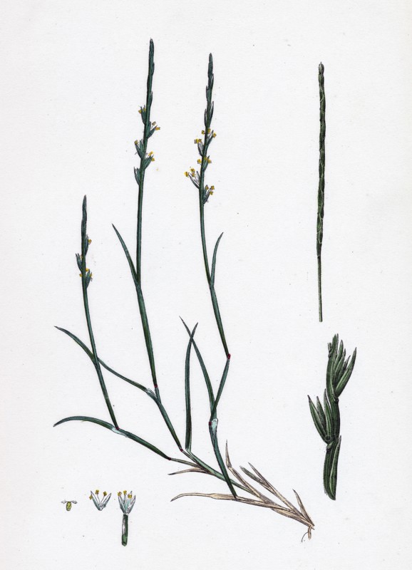 Lepturus filiformis; Sea Hard-grass