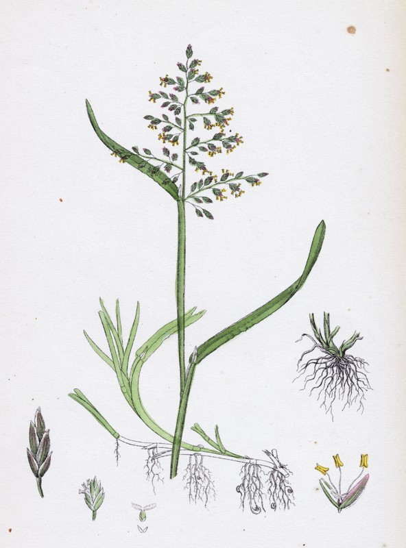 Poa annua; Annual Meadow-grass