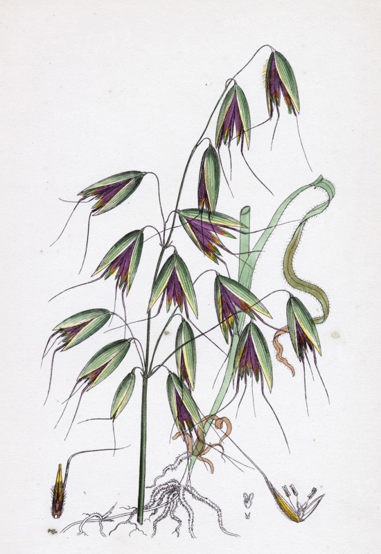 Avena fatua; Wild Oat