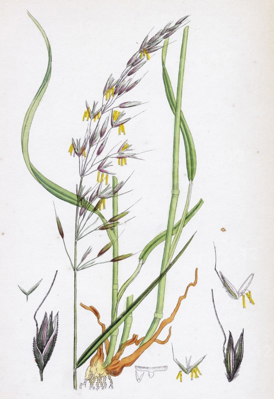 Avena elatior; False Oat-grass