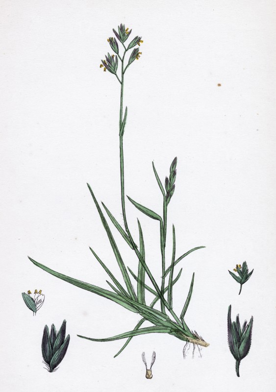 Triodia decumbens; Decumbent Heath-grass