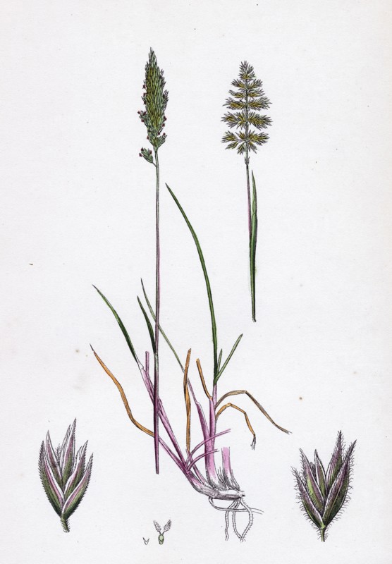 Köleria cristata; Crested Hair-grass