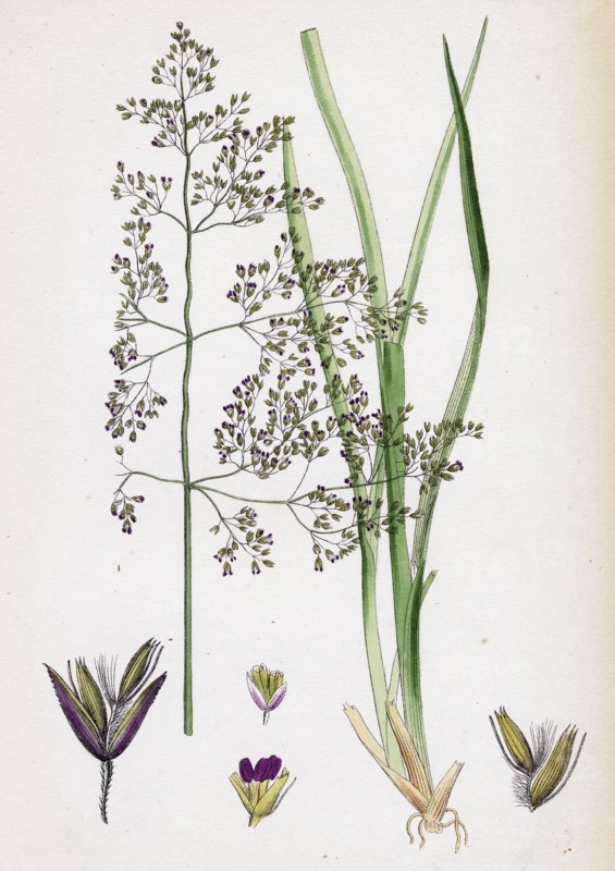 Aira eu-caespitosa; Tufted Hair-grass