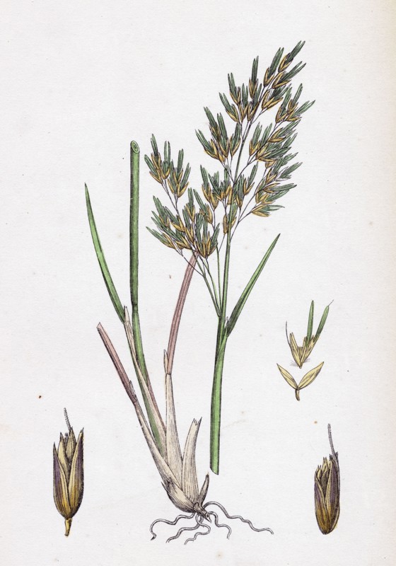 Aira alpina; Alpine Hair-grass