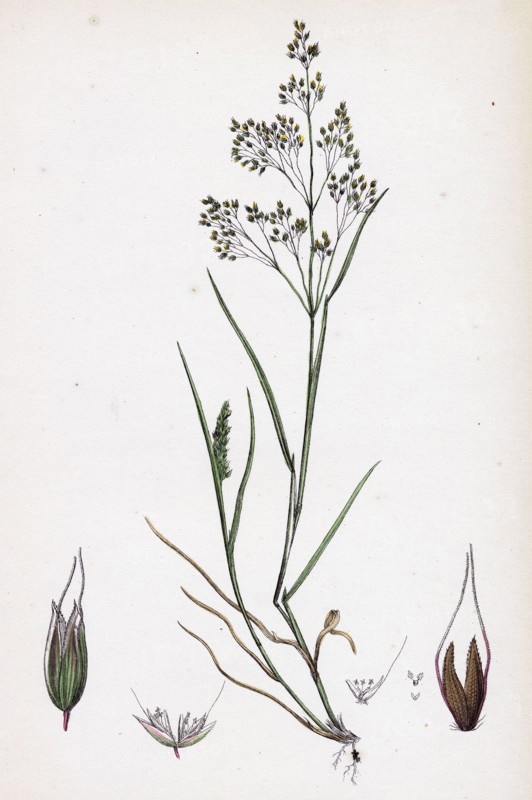 Aira caryophyllea; Silvery Hair-grass