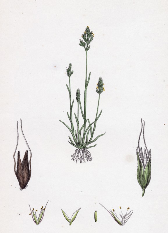 Aira praecox; Early Hair-grass