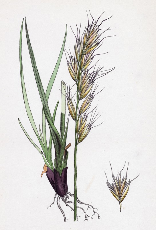 Avena pratensis, var. alpina; Glabrous Oat-grass, var. B.