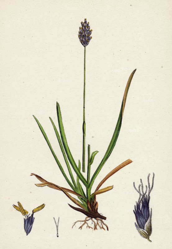 Sesleria caerulea; Blue Moor-grass